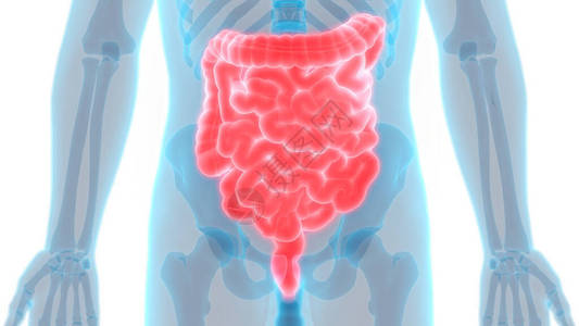 3D人体内部器官消化图片