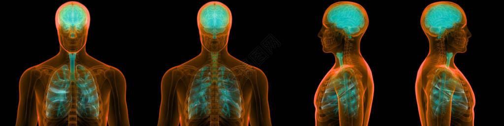 人类神经系统脑中呼吸系统解剖器官中央器官组织H高清图片
