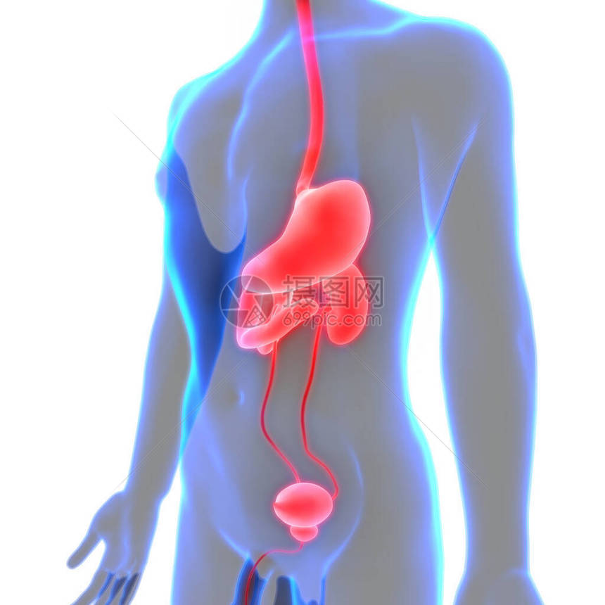 3D人体内部器官消化图片