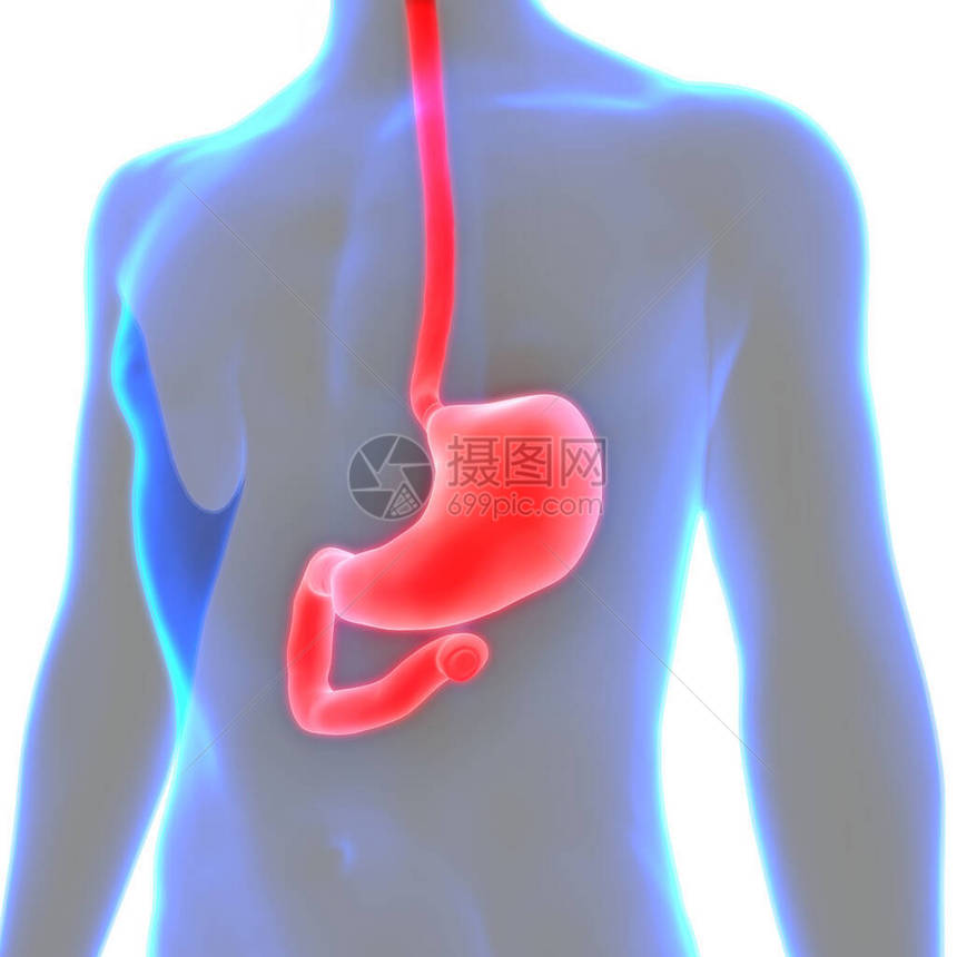 3D人体内部器官消化图片