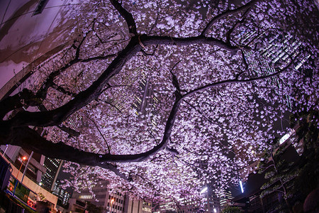 新宿摩天大楼和写樱桃图片