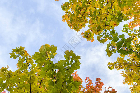 秋天树枝的小插图蓝天文字空间图片