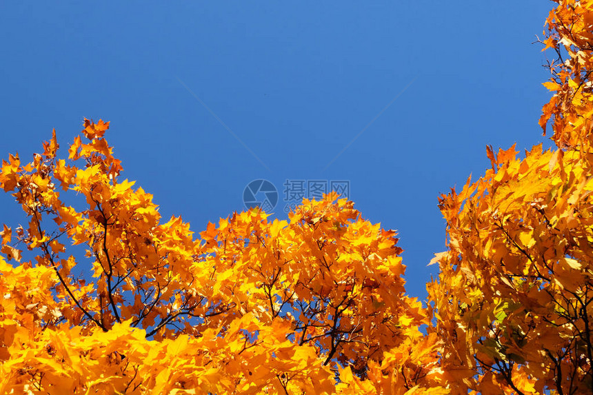 秋天树的黄叶映衬着天空枫树图片