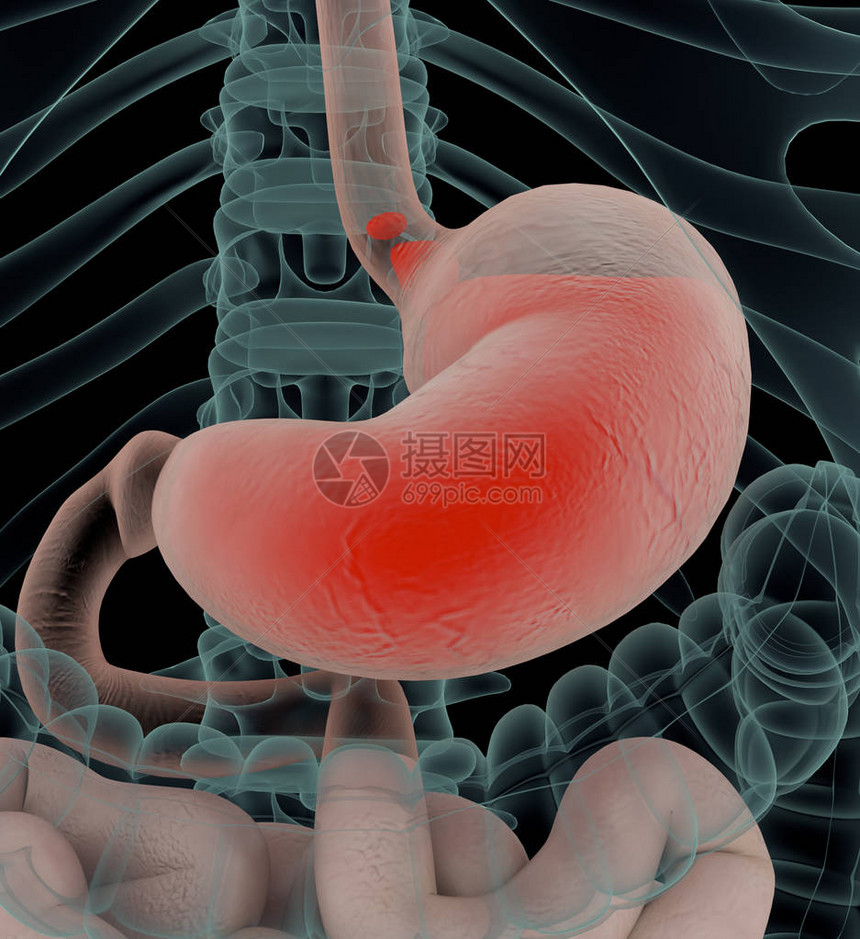 胃酸或心脏灼伤的解剖说明图片