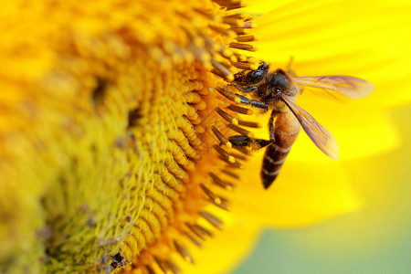 关闭几只蜜蜂从大向日葵花朵中采集花粉和花蜜的蜂图片