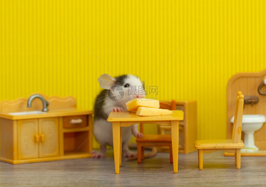 在儿童玩具室内装饰的灰鼠小灰老鼠咬起奶酪大鼠是20图片