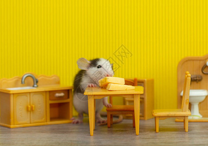老鼠咬过在儿童玩具室内装饰的灰鼠小灰老鼠咬起奶酪大鼠是20背景