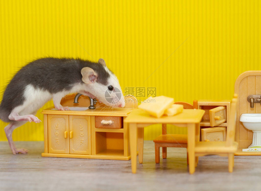在儿童玩具室内装饰的灰鼠小灰老鼠咬起奶酪大鼠是20图片
