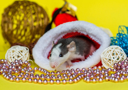 小灰鼠红新年的帽子圣诞成份一年的象图片