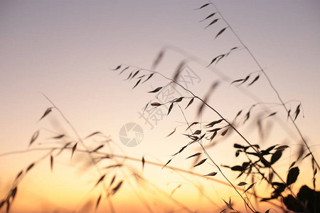 自然背景草和日落黎明浪漫心情图片