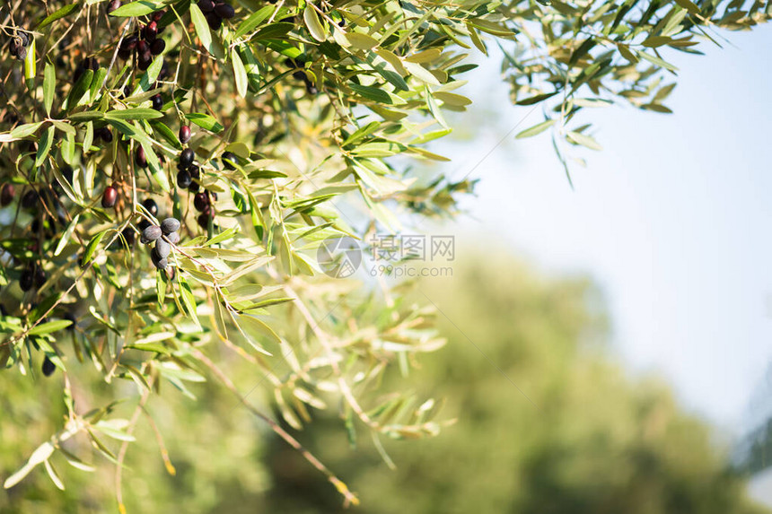 背景模糊复制空间天然橄榄和橄榄油主图片