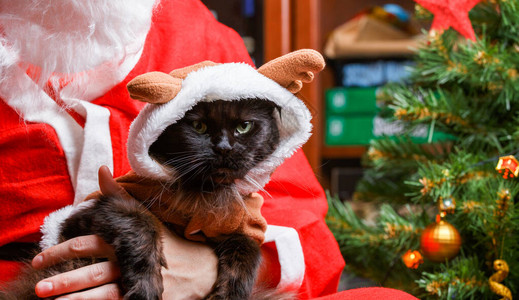 墙报圣诞老人手臂上黑猫穿鹿西装的照片照片来自喜背景
