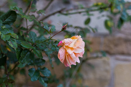 德国南部秋季下午的小屋花园玫瑰花图片