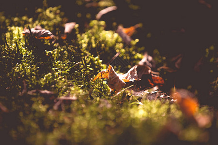 在阳光秋天背景下的叶子图片