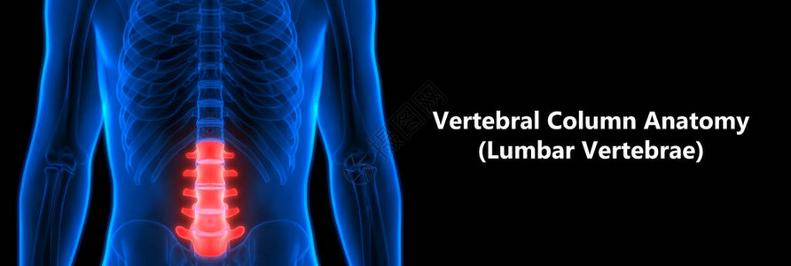 3D人类骨骼系统解剖学Vert图片