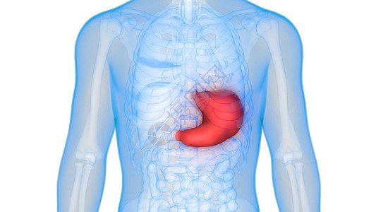 3D人类内部消化器官图片