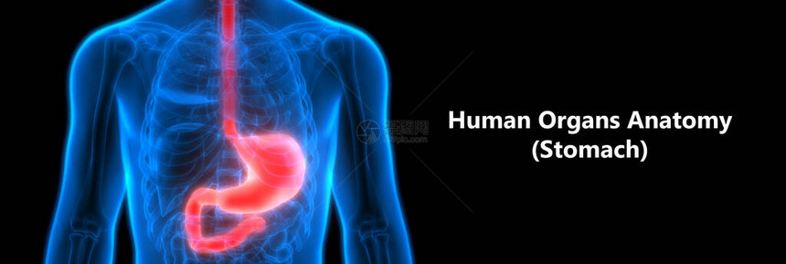 人类消化系统口胃解剖图片