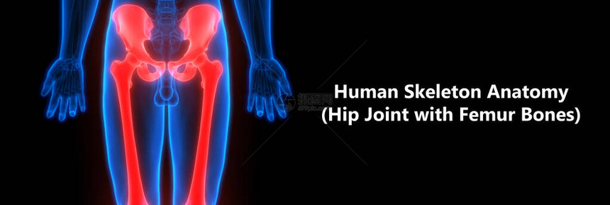 人体骨合力疼痛解剖脚和腿关节3图片