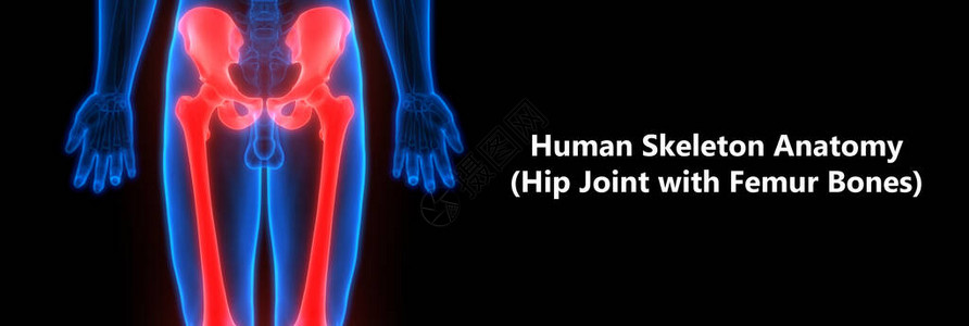 人体骨合力疼痛解剖脚和腿关节3图片