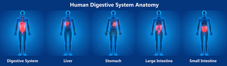 人类消化系统解剖3图片