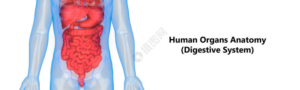 人体消化系统解剖与小不耐久相吸附的图片