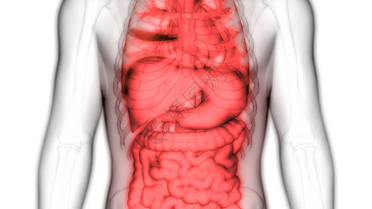 人体消化系统解剖与小不耐久相吸附的图片