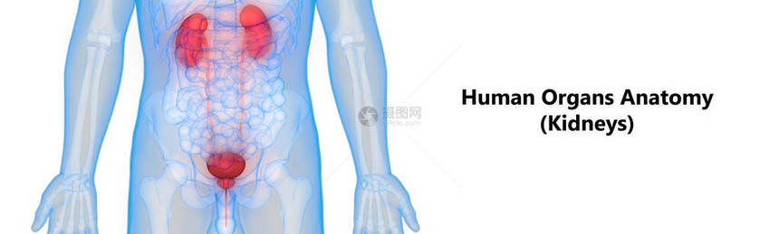 人体泌尿系统肾脏解剖学3D图片