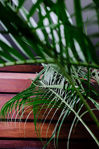 热带棕榈树叶对着木墙绿色创意布局刻图片