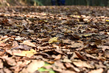 秋天的落叶在森林里图片