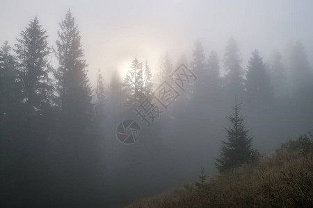 朦胧的风景喀尔巴阡山脉的晨雾日出高图片