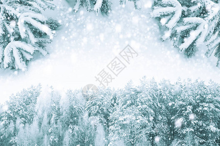 圣诞卡有fir树枝冬图片