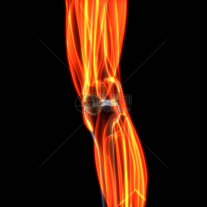 人体腿肌肉解剖3图片