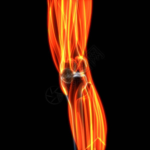 人体腿肌肉解剖3图片
