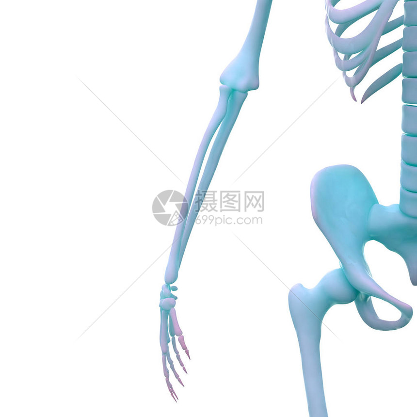 人类骨骼系统解剖学3图片