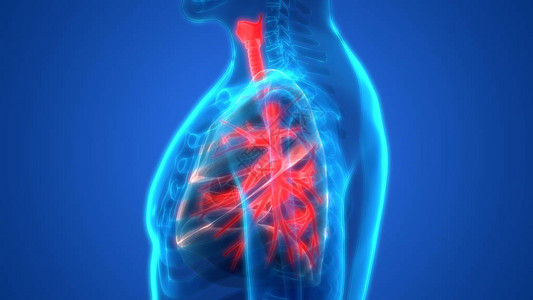 人体器官肺部解剖3图片