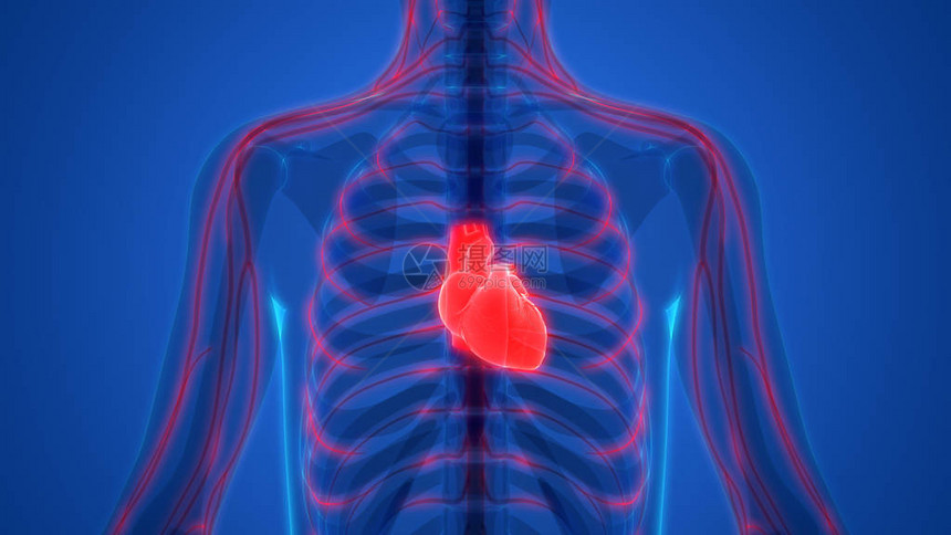 人类心脏解剖3图片