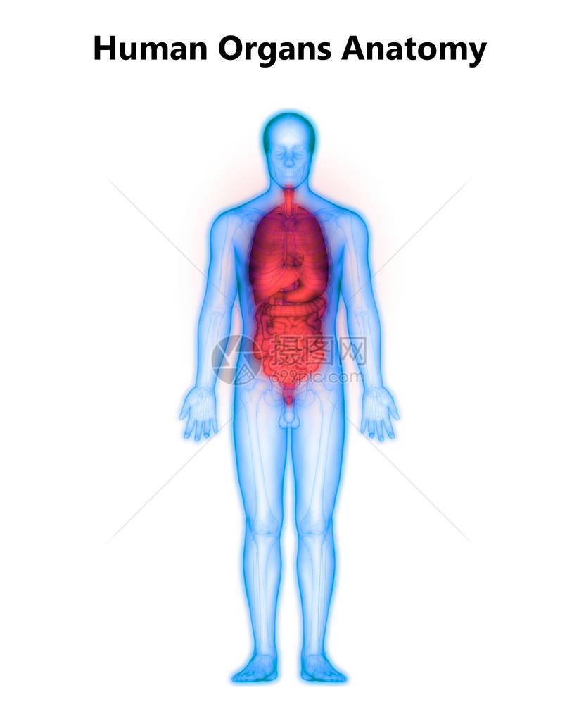 人体消化系统解剖与小不耐久相吸附的图片