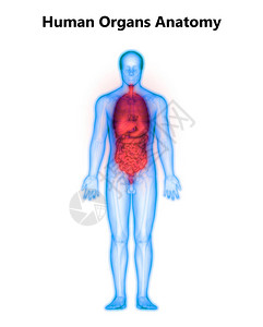 人体消化系统解剖与小不耐久相吸附的背景图片