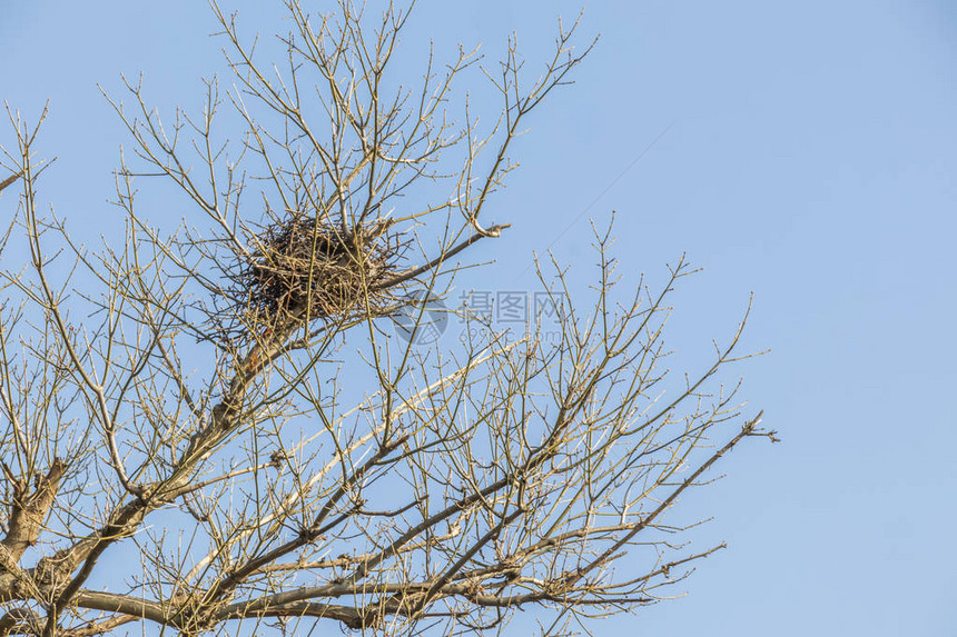 冬天树和鸟巢在树枝上图片