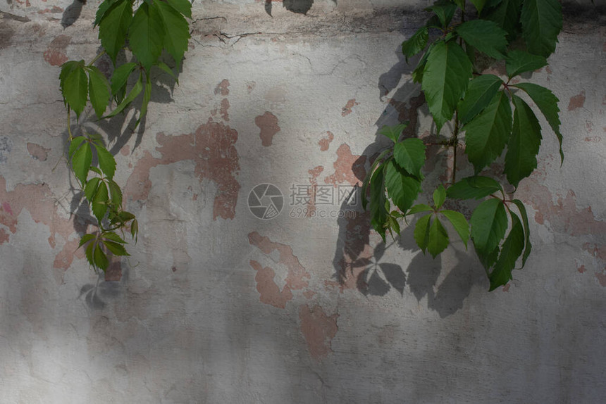 常春藤叶子在墙上墙上的绿植白墙上的野葡萄设计师用剥落的粉饰和裂缝纹理图片