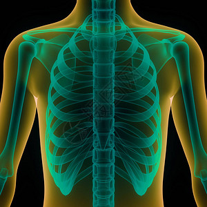 人类骨骼系统RibCage解剖学3图片