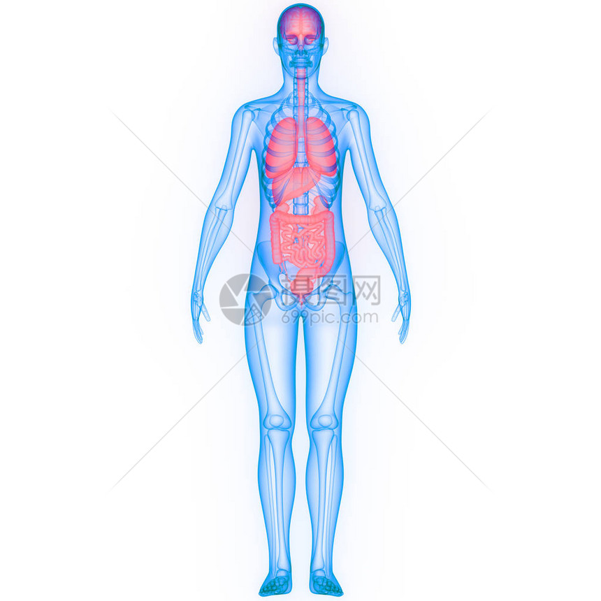 人体器官解剖学的3D插图片