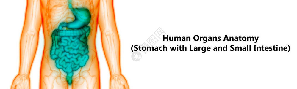 3D与小不适解剖术有关的人类消化图片