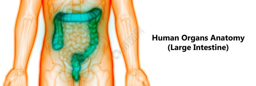 人体消化系统大肠解剖学3D插图图片