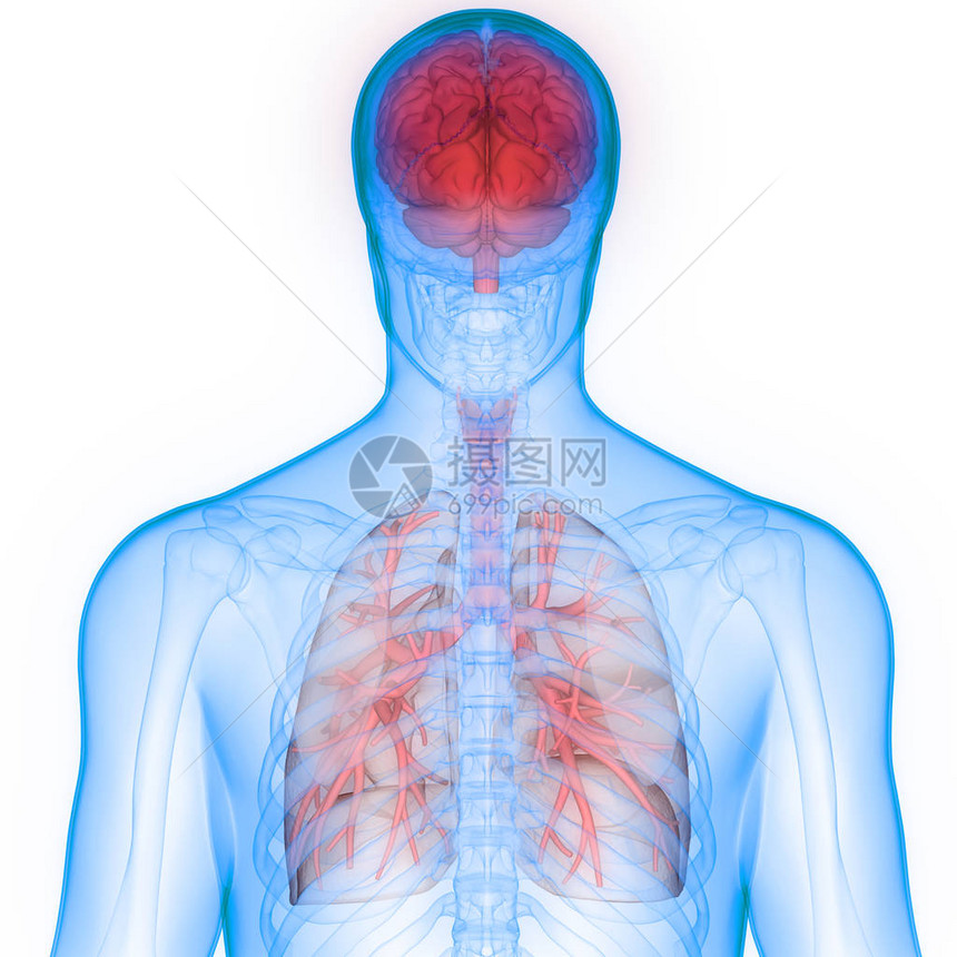 人体器官肺和脑解剖3图片