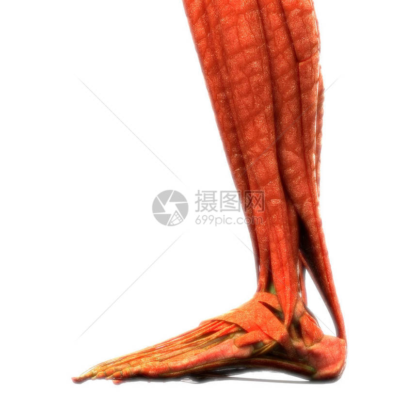 人体肌肉解剖Leg3图片
