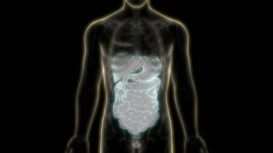 人体内部完整器官解剖3图片