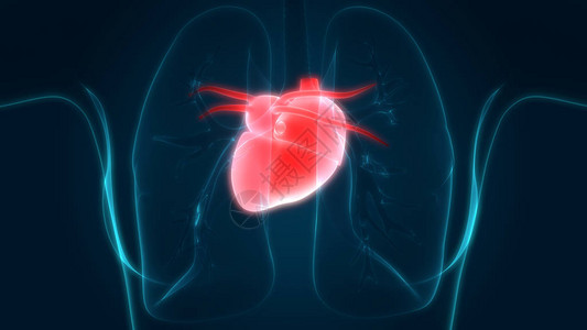 人体器官心脏解剖语言3图片