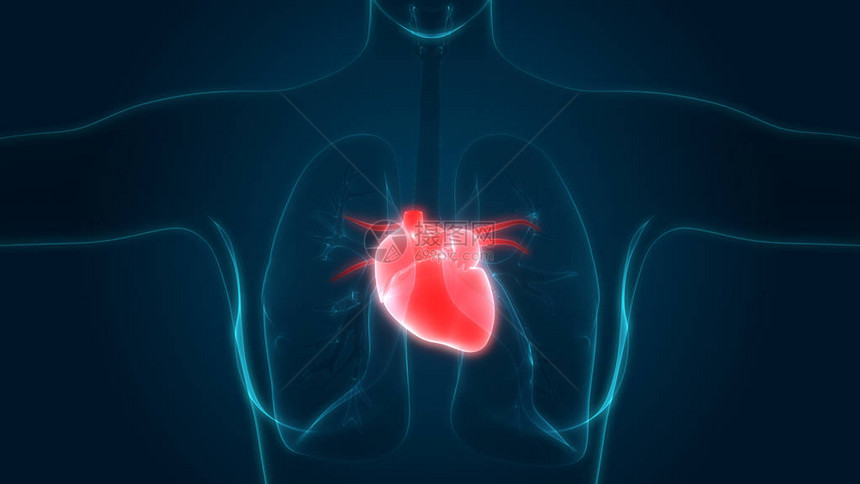 人体器官心脏解剖语言3图片