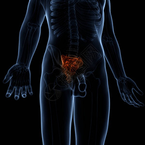 人体骨骼系统活板列Sacrum解剖学3图片